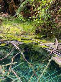 Rotorua Sky Bridge: A Walk Among the Trees