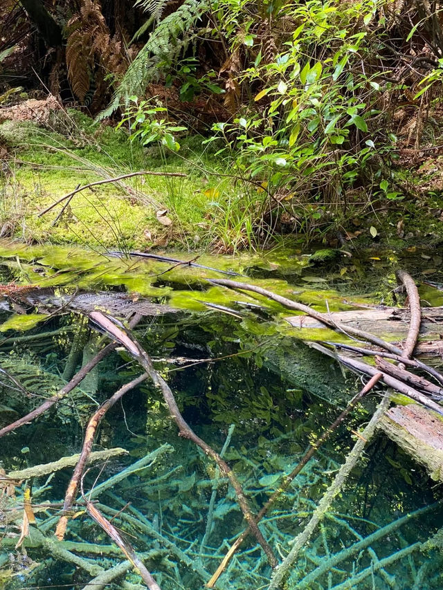 Rotorua Sky Bridge: A Walk Among the Trees