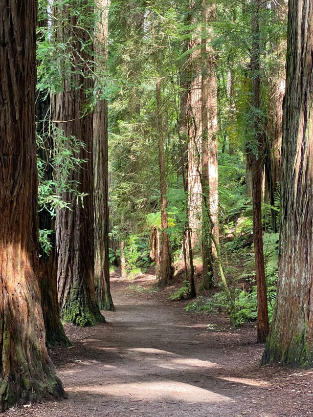 Rotorua Sky Bridge: A Walk Among the Trees