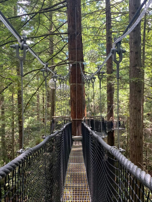 Rotorua Sky Bridge: A Walk Among the Trees