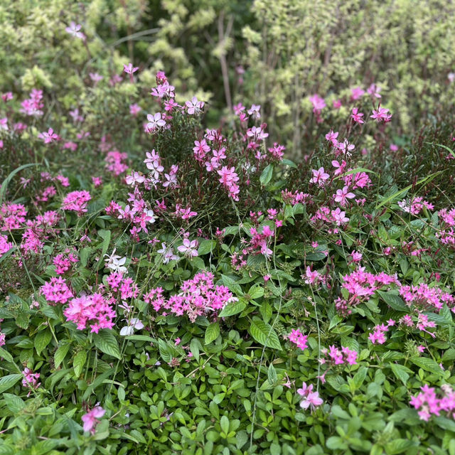 🌳 Bishagang Park — Flowers, History & Local Life 🌳 Bishagang Park — Flowers, History & Local Life