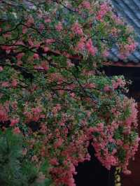 🌸 Dujiangyan – A Thousand-Year Symphony of Purple Blossoms 🌸