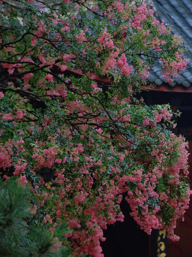 🌸 Dujiangyan – A Thousand-Year Symphony of Purple Blossoms 🌸