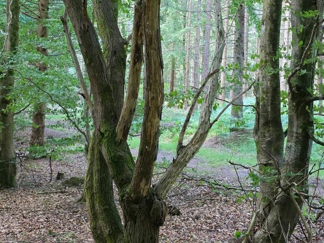 Rold Skov