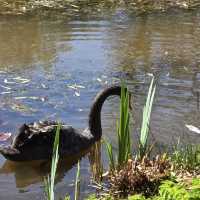 Arboretum Kalmthout,