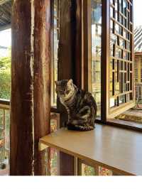 Cat Café Hideaway in Lijiang Old Town 