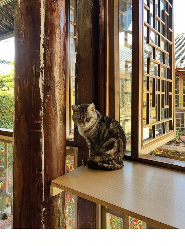 Cat Café Hideaway in Lijiang Old Town 