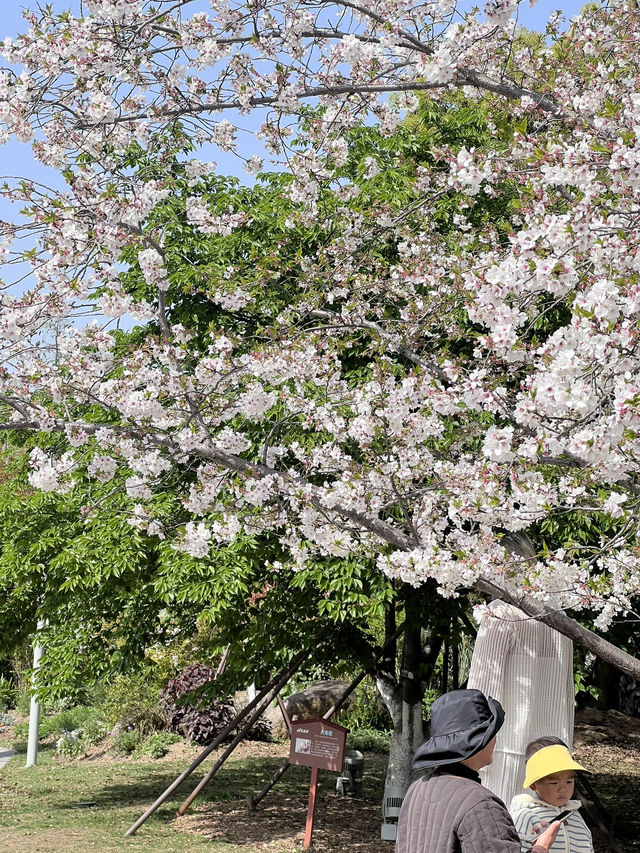 สวนพฤกษศาสตร์ที่สดชื่นที่สุดในหนิงโป 🌳🌸 
