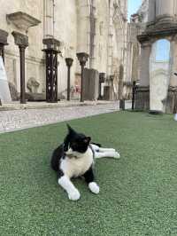 【🇵🇹ポルトガル】リスボンにある猫が人気な修道院