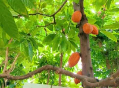 Discovering Nature’s Pharmacy at Tokyo Medicinal Plant Garden 🌿