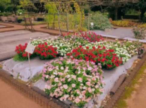 Discovering Nature’s Pharmacy at Tokyo Medicinal Plant Garden 🌿