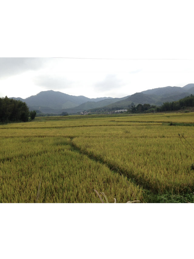 🍃廣東秋日打卡！銀杏村 x 金色稻田 x 古村屋Chill一日遊