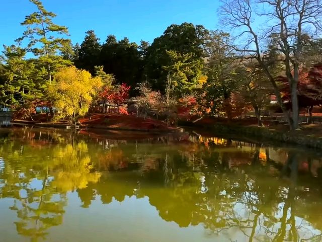 奈良東大寺秋日紅葉美景🍁 奈良東大寺秋日紅葉美景🍁