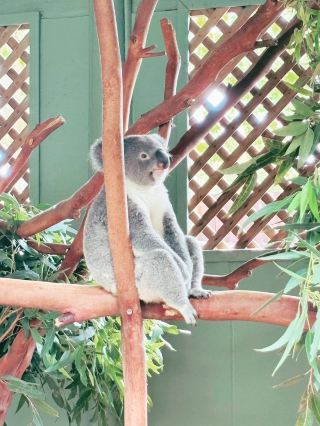 Sydney's Must-Visit Zoo TOP1! The Ultimate Collection of Australian Animals - Featherdale Sydney Wildlife Park Full Guide