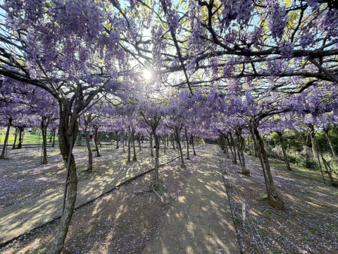 2026 Recommended Wisteria flower viewing in Zihteng Coffee Farm