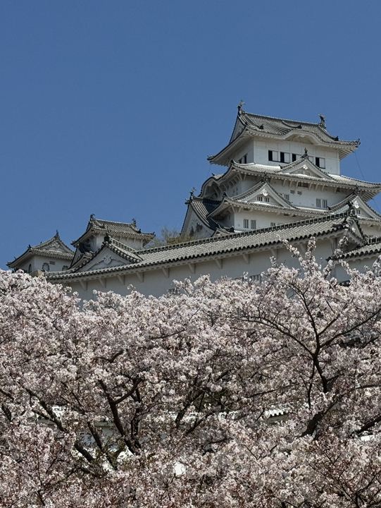 2026年 姫路公園お花見おすすめ| Trip Moments