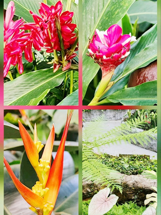 Lush Greenery