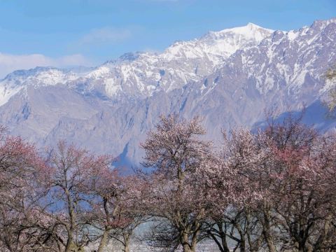 パキスタン・スカルドゥ】雪山のふもとでピンクのロマンチックな絶景に