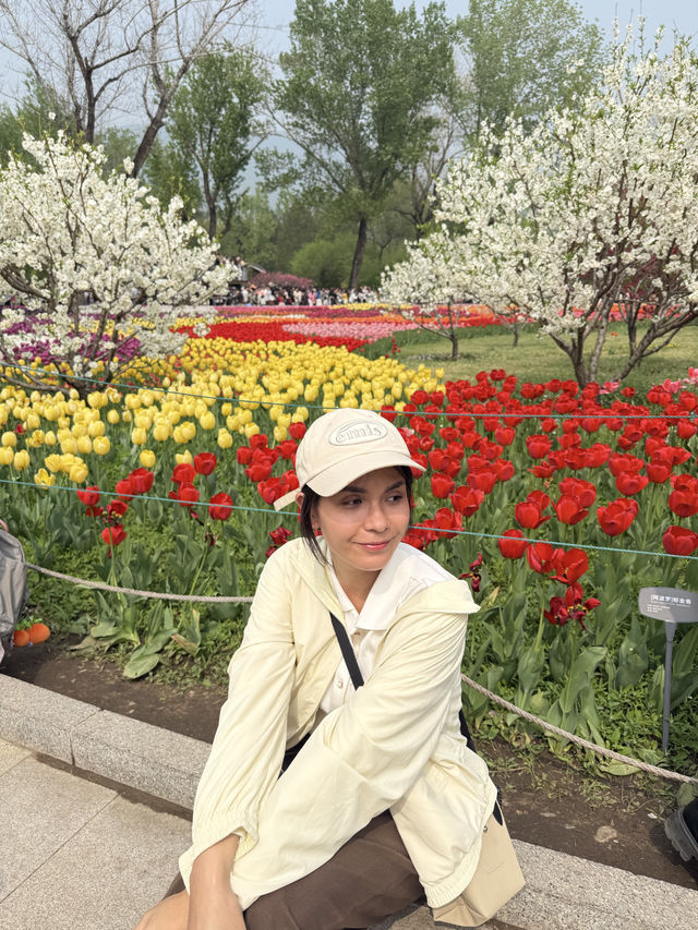 ชี้เป้าจุดชมดอกไม้ในปักกิ่ง ช่วงฤดูใบไม้ผลิ 🌷