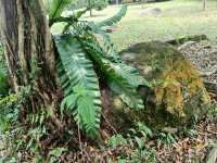 🌿✨ My Stroll at Bukit Batok Neighbourhood Park — A Peaceful West Side Escape! 🇸🇬