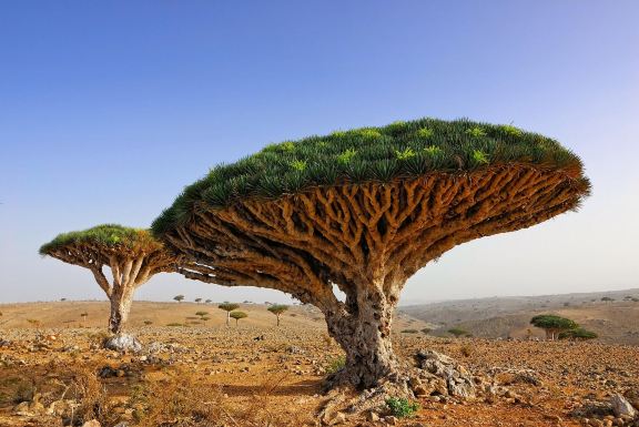 Socotra: Dragon's Blood Forests, Coastal Sand Dunes, and Endemic Biospheres!