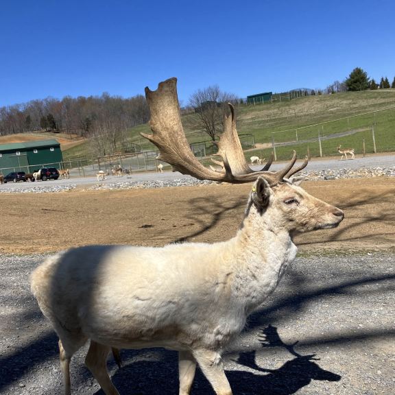 Virginia Safari Park/experience wildlife up close