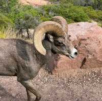 Top tips for wildlife sighting in Zion National Park 🇺🇸