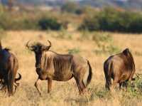 Majestic. Beauty. Stunning. South Africa at its finest