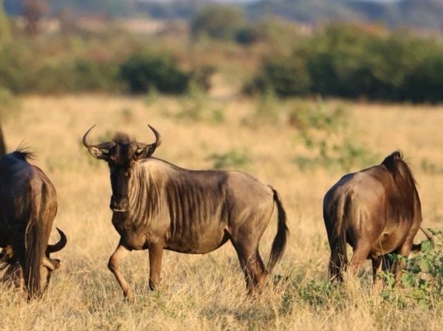Majestic. Beauty. Stunning. South Africa at its finest