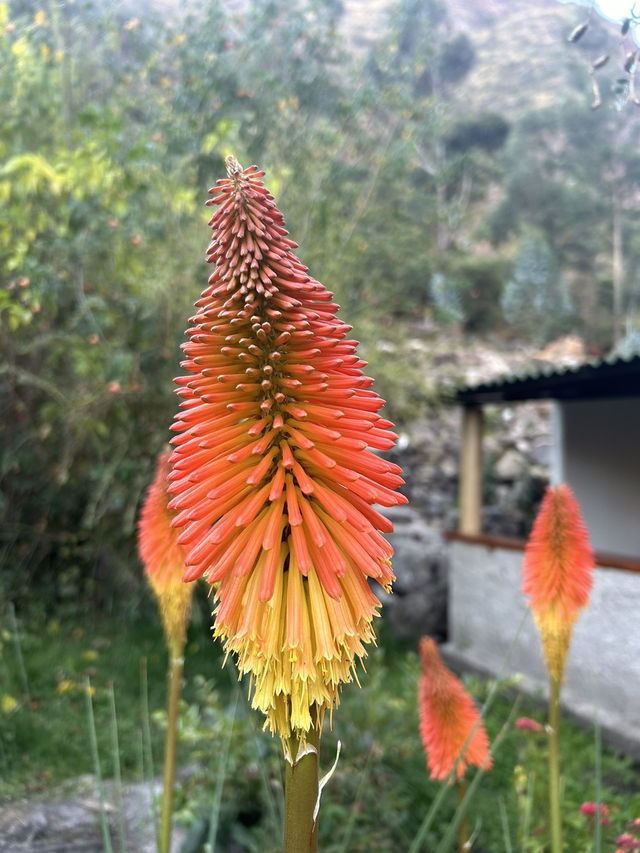 ペルー🇵🇪【ウルバンバ】でハチドリ観察！自然と保護活動を楽しむスポット