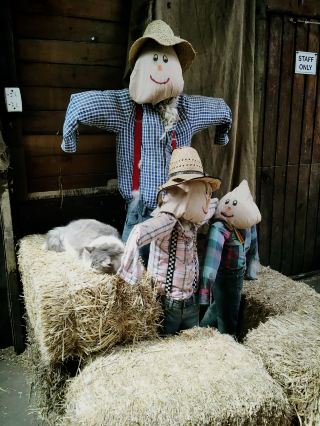 🐑 Golden Ridge Farm: First Life Education Lesson