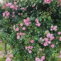 The Beautiful Victoria State Rose Garden 🇦🇺
