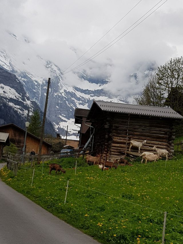 Enigmatic Allure of Gimmelwald 🏔️