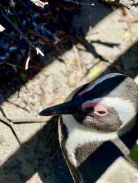 Discover Betty’s Bay, South Africa 🐧