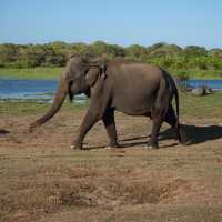 Sri Lanka is the animal world  🐘🇱🇰 
