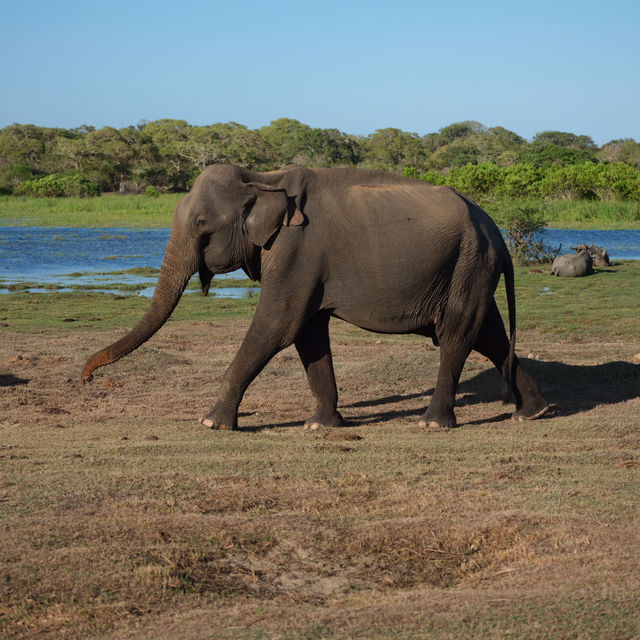Sri Lanka is the animal world  🐘🇱🇰 