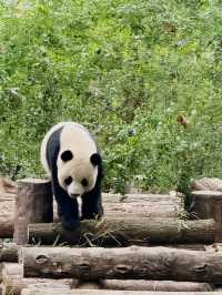 Best place to see Pandas in Chengdu?