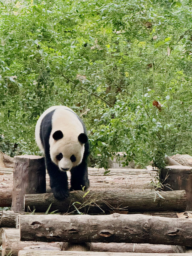 Best place to see Pandas in Chengdu?