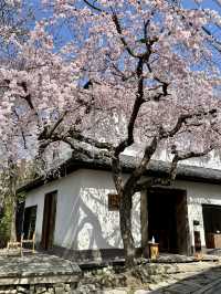 Beautiful Kyoto