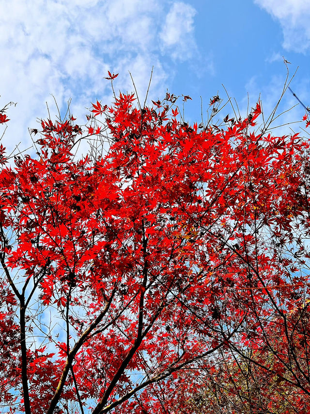 🍁 Red Leaves & Romance in Longjing Village, Hangzhou 🍂
