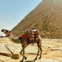 🚗💡 Ride-Sharing Travel Tips for Exploring Cairo Like a Pro! 🇪🇬✨
