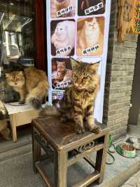 Zhujiajiao is an ancient water town located in the Qingpu District of Shanghai
