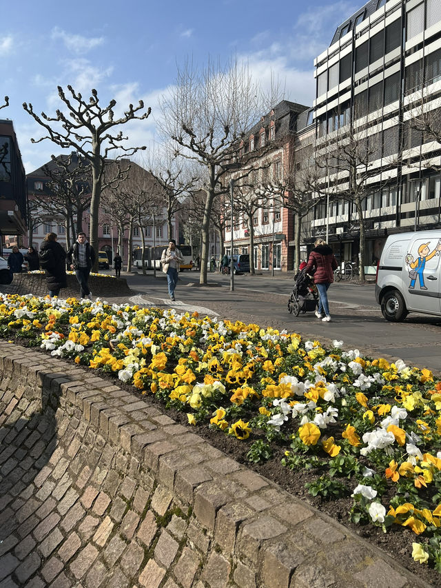Where History Blooms – A Stroll Through Schillerplatz, Mainz 🕊️🌳