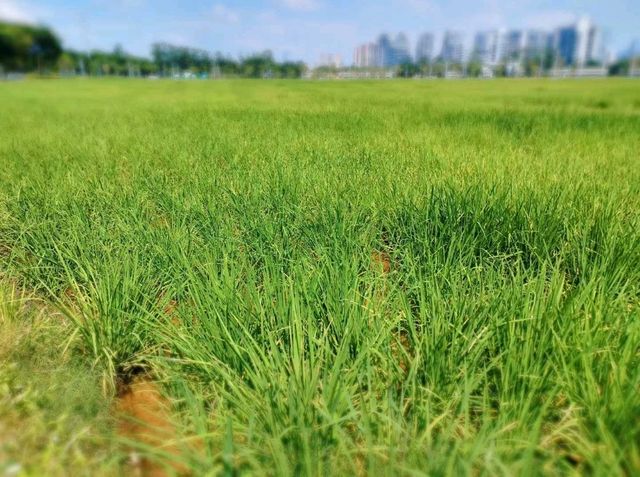 🌾 Urban Fields of Dejunzhou: Nature Thrives in the City