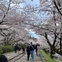 京都終極賞櫻攻略🌸 蹴上鐵道&哲學之路