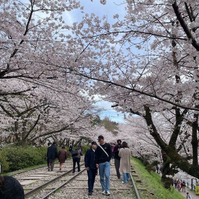 京都終極賞櫻攻略🌸 蹴上鐵道&哲學之路