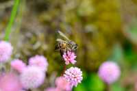 Spring cherry blossom viewing, Taipei's Yangmingshan welcomes a colorful feast.