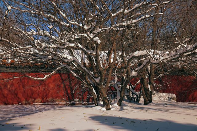一下雪，哈爾賓文廟就變成了故宮