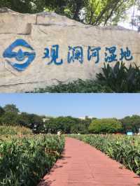 深圳 觀瀾濕地公園｜這裡的冬天是粉色的，宮崎駿的動漫世界