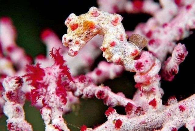 科莫多島旅遊必看攻略!! 科莫多島旅遊必看攻略!!